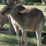 avstralia_brisben_lonepine_kenguru2