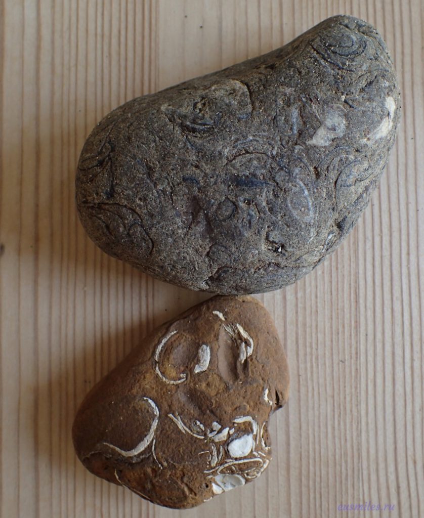 Окаменелости, собранные на пляже в заливе Комптон на острове Уайт - камни с отпечатками моллюсков